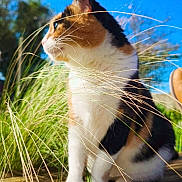 Cookie a rejoint le concours — aidez-le/la à gagner de superbes lots ! animal, blue_sky, calico, cat, closeup, curious, daylight, feline, fur, grass, greenery, nature, outdoor, peaceful, pet, side_view, sitting, sunlight, whiskers, wooden_deck