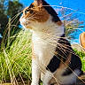 animal, blue_sky, calico, cat, closeup, curious, daylight, feline, fur, grass, greenery, nature, outdoor, peaceful, pet, side_view, sitting, sunlight, whiskers, wooden_deck