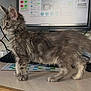 Hestia participe au concours pour gagner de l'argent avec cette photo : cables, cat, computer, curious, desk, ears, feline, fluffy, gray_fur, indoor, keyboard, kitten, monitor, mouse, paper, paws, pet, side_view, whiskers, young_animal