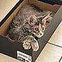 animal, box, cardboard, cat, cozy, curious, cute, domestic_animal, ears, floor, fur, indoor, kitty, looking, paws, pet, resting, small, tile, whiskers