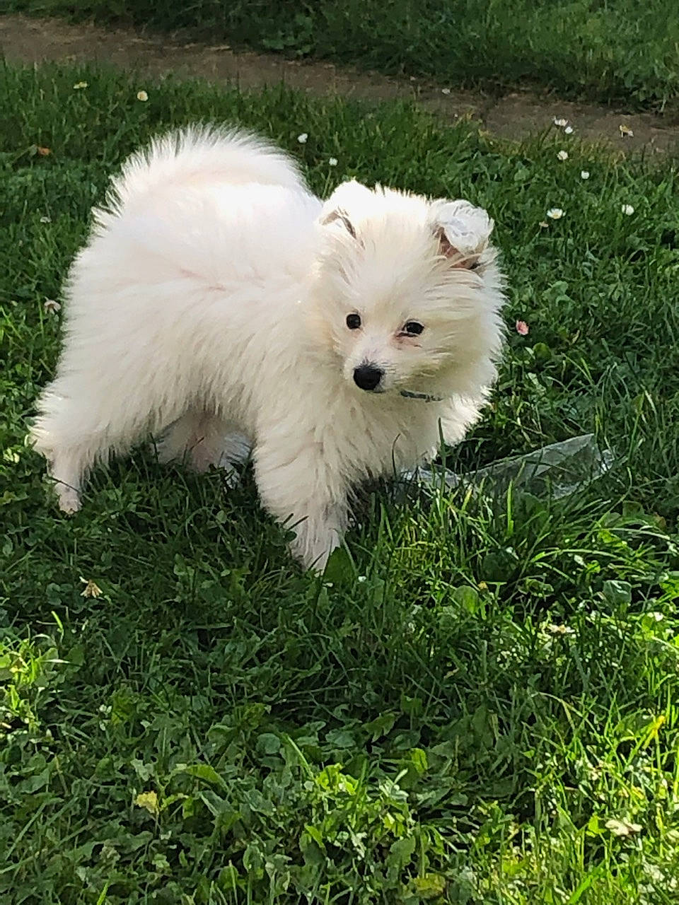 Sancho a rejoint le concours — aidez-le/la à gagner de superbes lots ! canidae, carnivore, companion_dog, dog, dog_breed, fur, german_spitz, german_spitz_klein, german_spitz_mittel, grass, japanese_spitz, maltepoo, non_sporting_group, plant, snout, spitz, sporting_group, toy_dog, volpino_italiano, working_animal