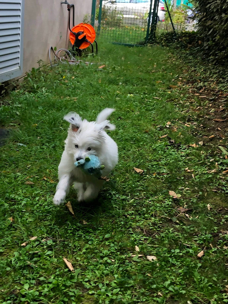 Sancho a rejoint le concours — aidez-le/la à gagner de superbes lots ! backyard, canidae, carnivore, companion_dog, dog, dog_breed, door, fawn, felidae, garden, grass, groundcover, non_sporting_group, plant, sporting_group, tail, terrier, window, window_blind, yard