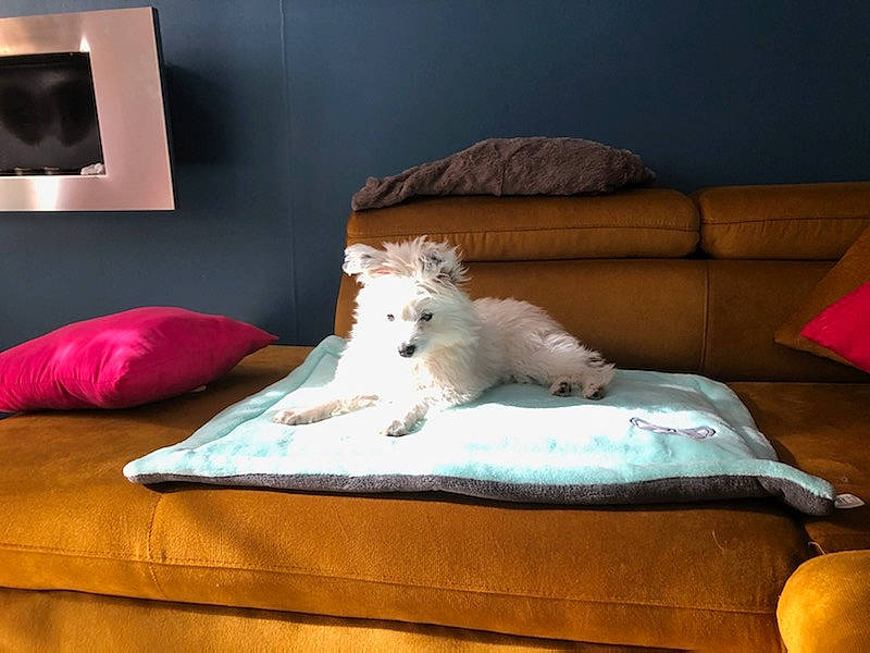 Sancho participe au concours pour gagner de l'argent avec cette photo : carnivore, comfort, companion_dog, couch, dog, dog_breed, dog_supply, fawn, felidae, floor, flooring, furniture, interior_design, living_room, picture_frame, pillow, small_to_medium_sized_cats, textile, toy_dog, wood