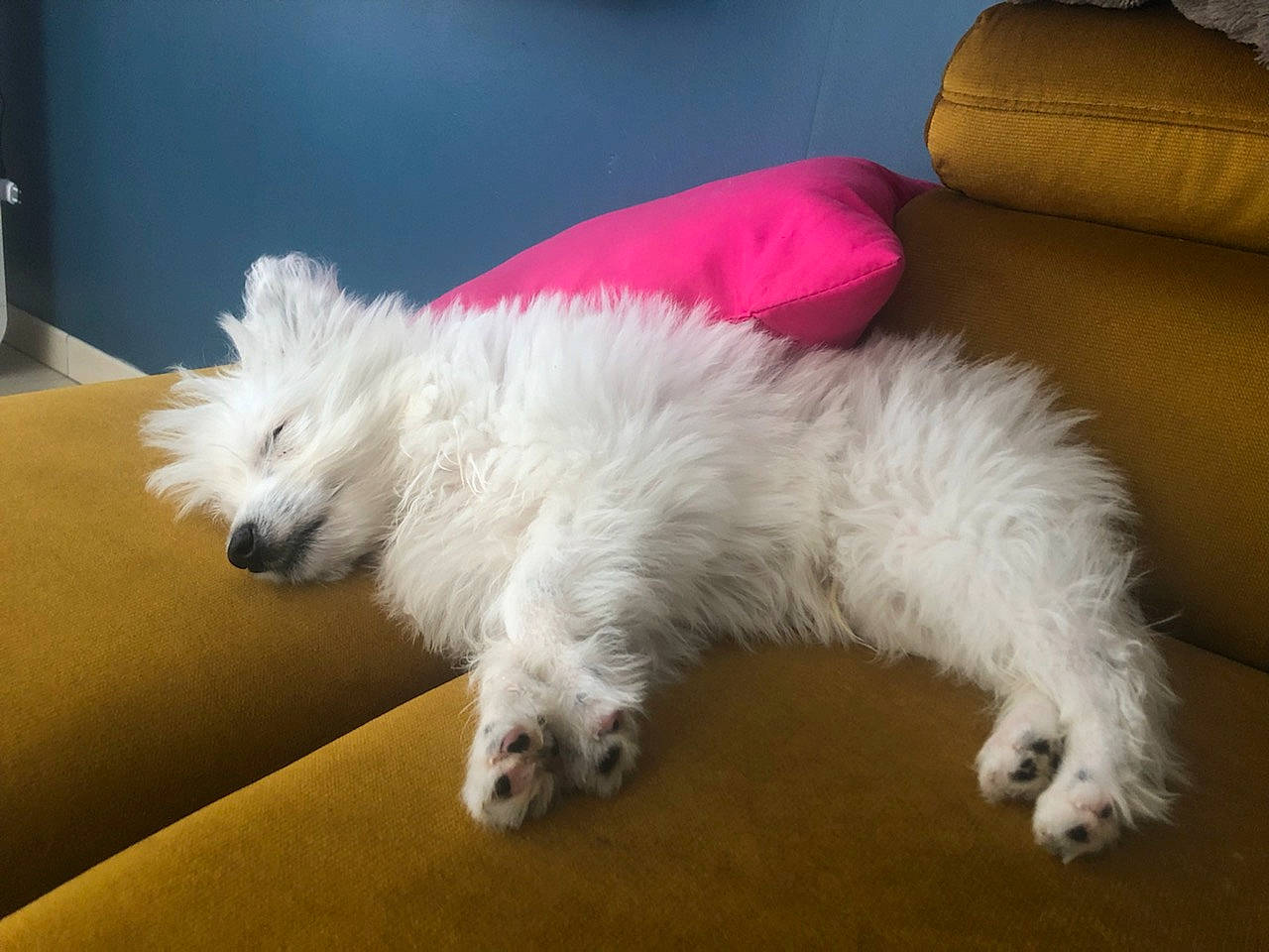 Sancho participe au concours pour gagner de l'argent avec cette photo : canidae, carnivore, comfort, companion_dog, couch, dog, dog_breed, felidae, flooring, fur, paw, small_to_medium_sized_cats, snout, sporting_group, tail, terrestrial_animal, terrier, toy_dog, whiskers, working_animal