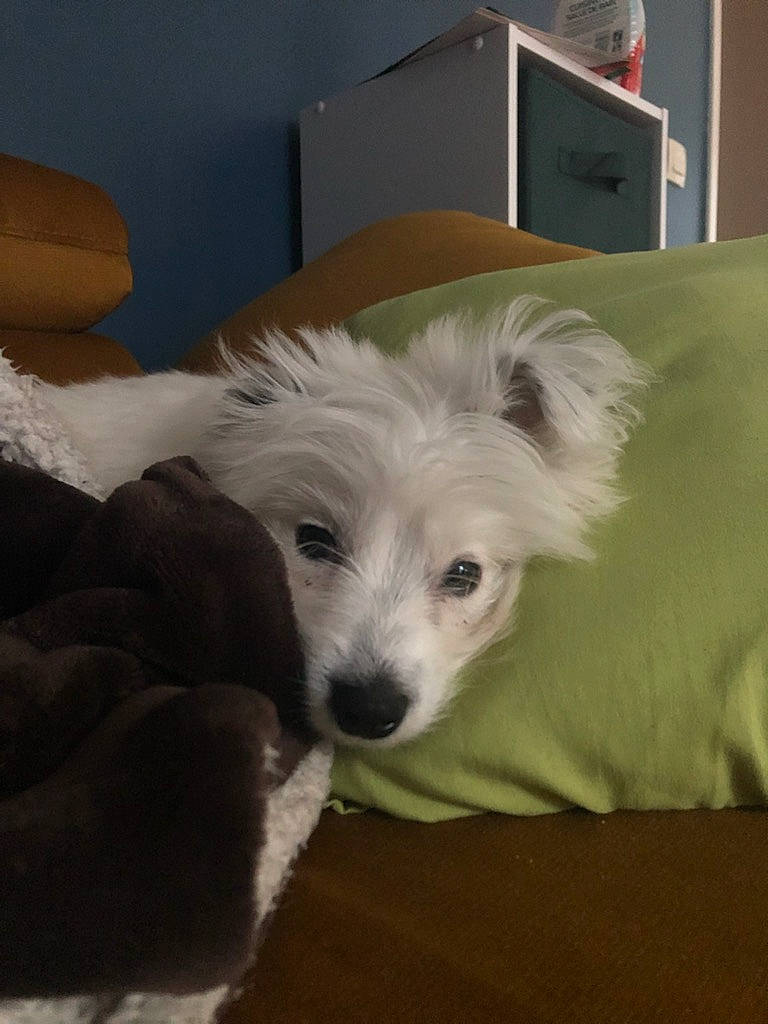 Sancho participe au concours pour gagner de l'argent avec cette photo : american_eskimo_dog, bed, box, canidae, carnivore, comfort, companion_dog, couch, dog, dog_breed, dog_supply, fur, non_sporting_group, puppy, small_terrier, sporting_group, toy_dog, volpino_italiano, whiskers, working_animal