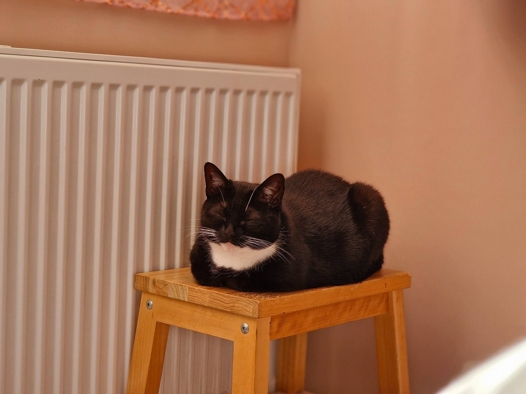 Baby joined the competition — help win amazing prizes! black_cat, brown, carnivore, cat, cat_supply, comfort, domestic_short_haired_cat, fawn, felidae, fur, hardwood, room, shelf, small_to_medium_sized_cats, table, tail, whiskers, window, wood, wood_stain