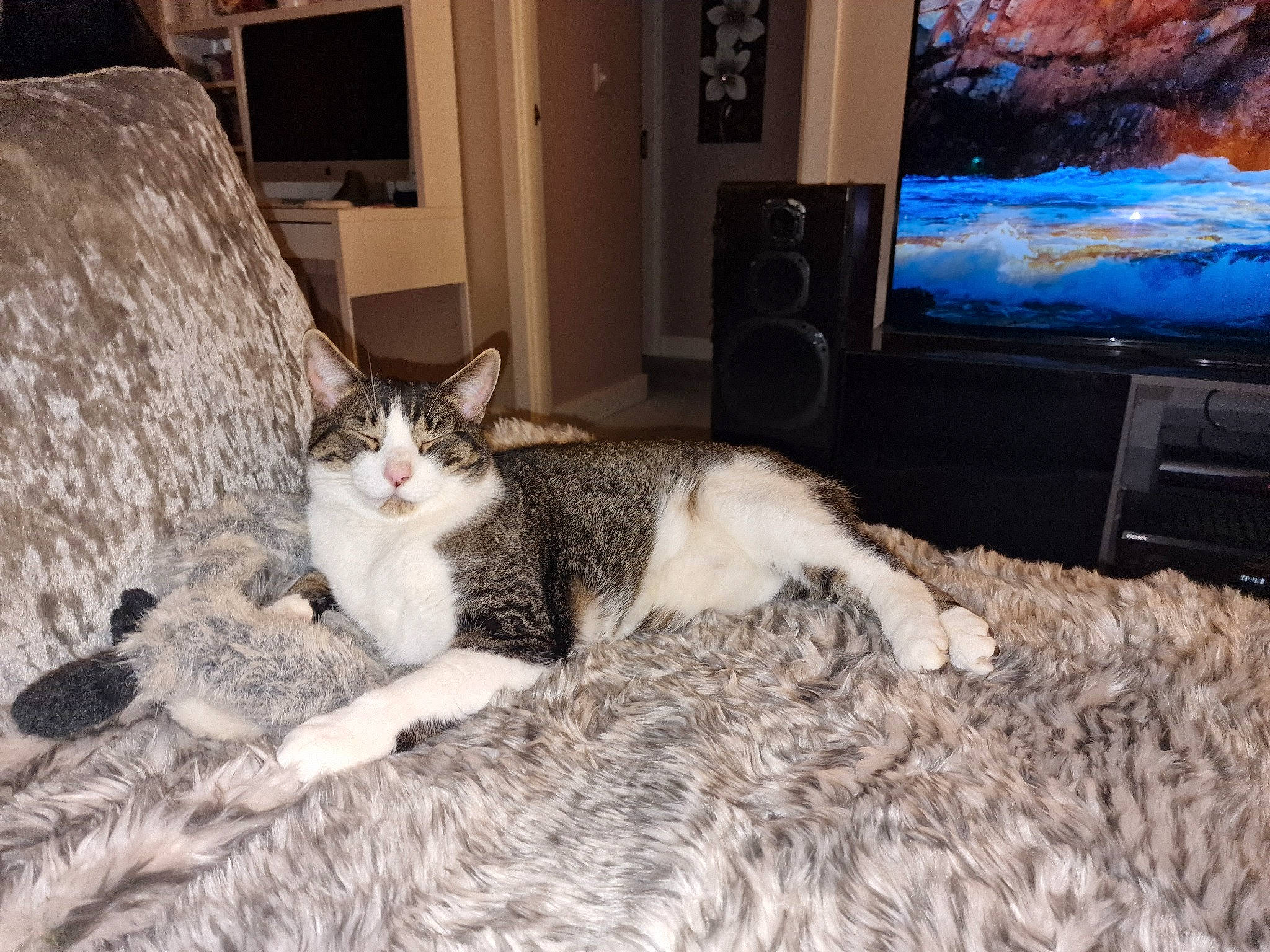 Teddy joined the competition — help win amazing prizes! carnivore, cat, comfort, couch, domestic_short_haired_cat, door, felidae, flooring, fur, grey, hardwood, paw, picture_frame, small_to_medium_sized_cats, tail, television, television_set, whiskers, window, wood