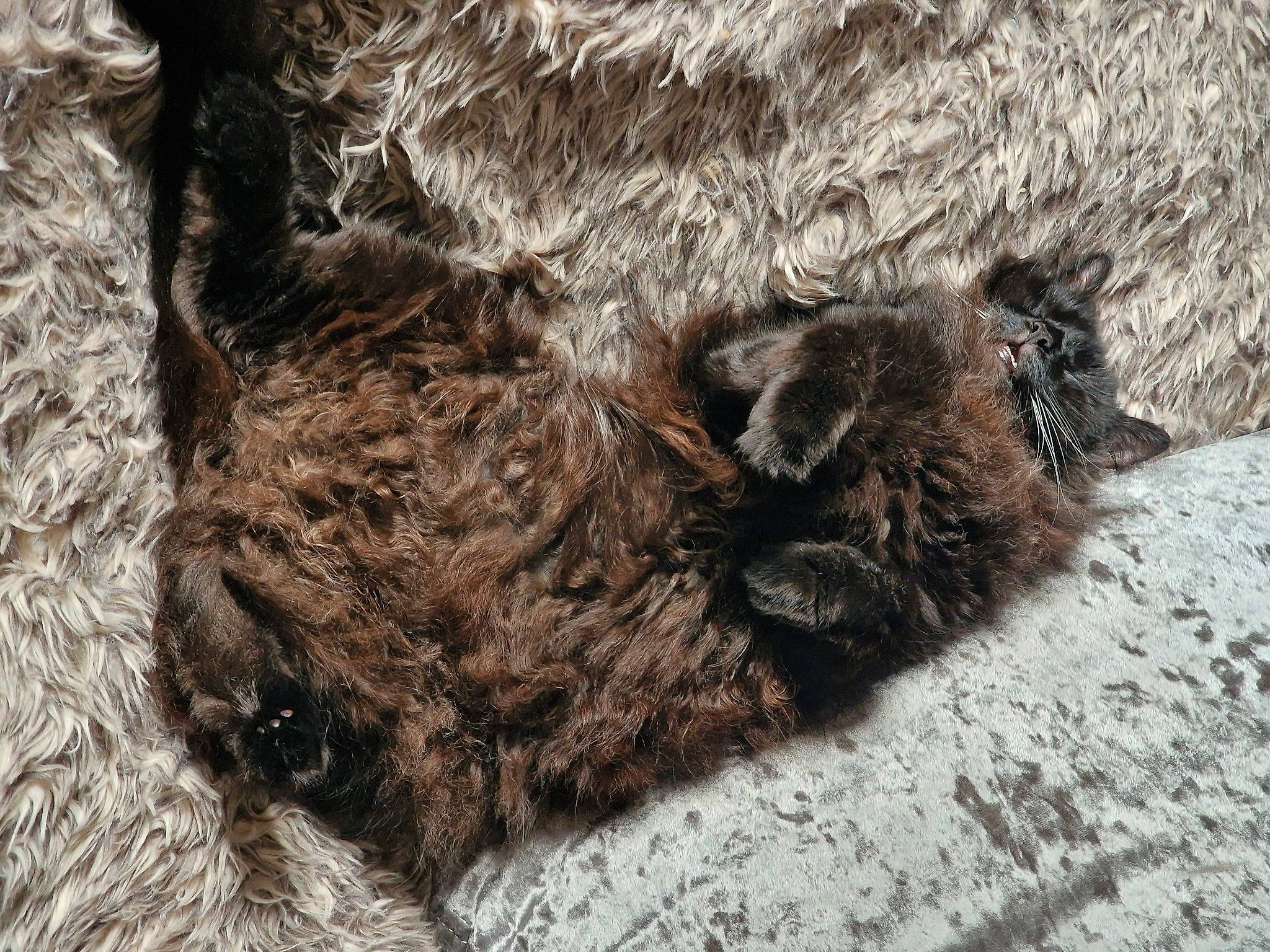 Ronnie is registered to the contest to win money with this photo: arachnid, arthropod, bat, claw, dog_breed, fur, insect, liver, pattern, snout, soil, sporting_group, tail, terrestrial_animal, whiskers, wildlife, wood, wool, working_animal