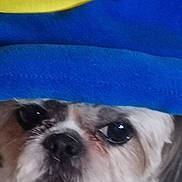 Joy participe au concours pour gagner de l'argent avec cette photo : dog, close_up, blanket, blue, yellow, pet, animal, face, fur, nose, eye, indoor, cozy, cute, curious, snout, soft, texture, resting, cover