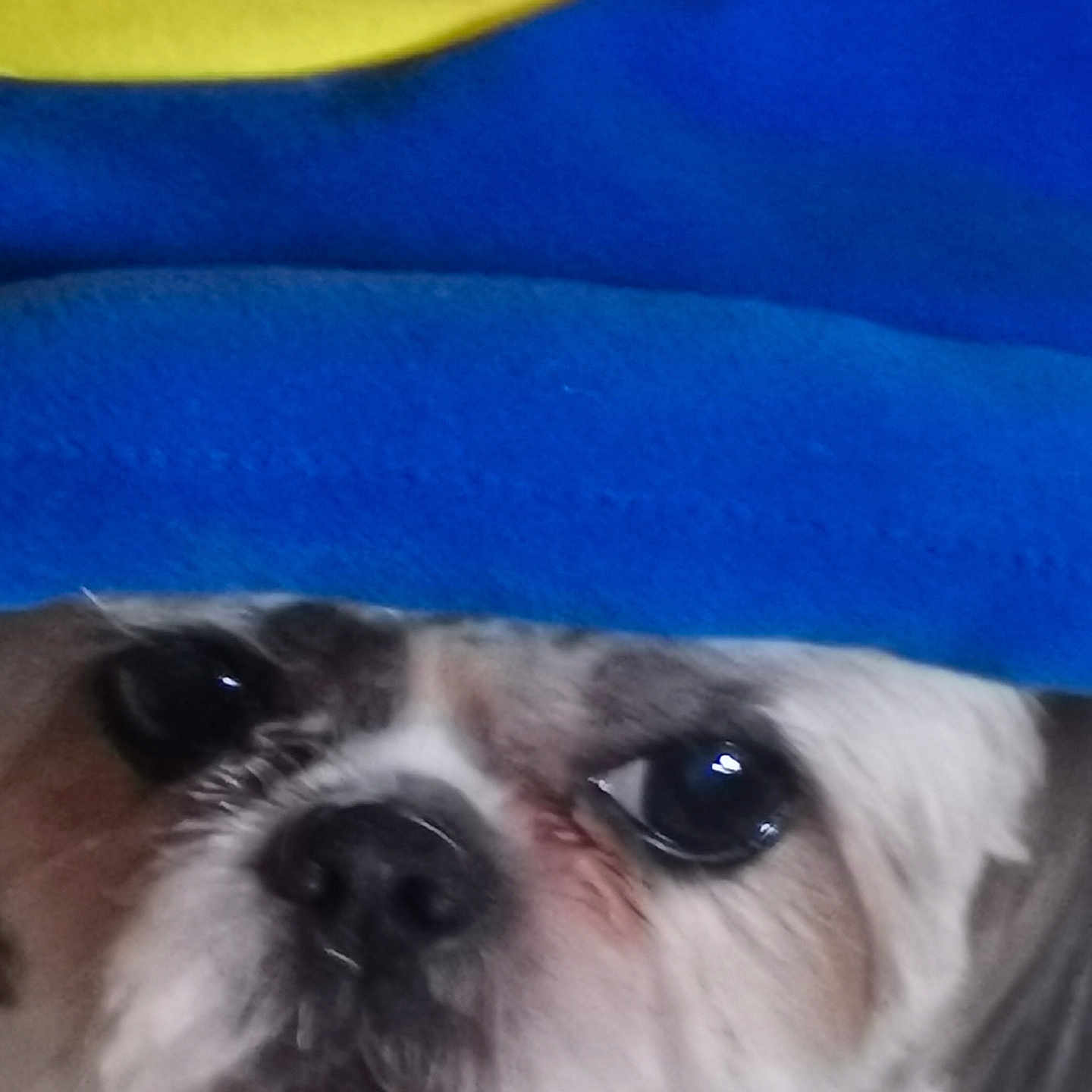 Joy participe au concours pour gagner de l'argent avec cette photo : animal, blanket, blue, close_up, cover, cozy, curious, cute, dog, eye, face, fur, indoor, nose, pet, resting, snout, soft, texture, yellow