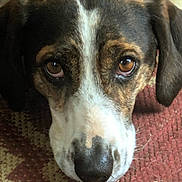 Sassy is registered to the contest to win money with this photo: animal, black_fur, brown_eyes, brown_fur, carpet, close_up, dog, ears, expression, face, fur, indoors, looking_up, nostrils, pet, portrait, resting, snout, textured_rug, white_fur