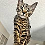Draco is registered to the contest to win money with this photo: kitten, tabby, cat, pet, indoor, animal, curious, feline, young, closeup, looking, whiskers, ears, fur, striped, domestic, hand, holding, home, portrait