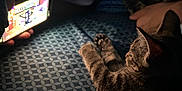 Draco joined the competition — help win amazing prizes! cat, striped_cat, bedspread, pattern, smartphone, hand, nighttime, indoor, relaxing, paw, striped_fur, shadow, light, technology, person, resting, animal, feline, closeup, cozy
