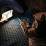 cat, striped_cat, bedspread, pattern, smartphone, hand, nighttime, indoor, relaxing, paw, striped_fur, shadow, light, technology, person, resting, animal, feline, closeup, cozy