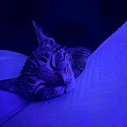 Draco is registered to the contest to win money with this photo: cat, tabby, sleeping, pillow, indoor, closeup, pet, fur, whiskers, relaxing, cozy, bedroom, domestic_animal, mammal, resting, cute, animal, quiet, soft, night