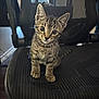 kitten, cat, tabby, pet, indoor, chair, black_chair, mesh_chair, feline, cute, curious, animal, small, whiskers, ears, sitting, looking, head_tilt, young, domestic_cat