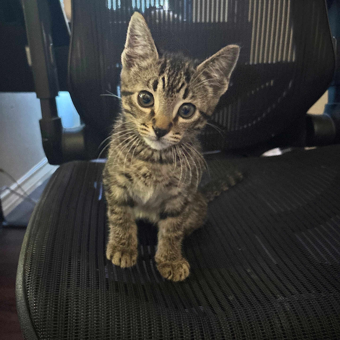 Draco joined the competition — help win amazing prizes! animal, black_chair, cat, chair, curious, cute, domestic_cat, ears, feline, head_tilt, indoor, kitten, looking, mesh_chair, pet, sitting, small, tabby, whiskers, young