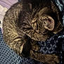 Draco is registered to the contest to win money with this photo: cat, tabby, sleeping, curled_up, paw, fur, bed, blanket, striped, cozy, resting, cute, animal, pet, mammal, whiskers, indoor, relaxed, feline, soft