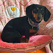 Isabella joined the competition — help win amazing prizes! dog, dachshund, pet, indoor, chair, pink, plush, cute, animal, collar, fur, ears, face, looking, comfortable, home, cozy, portrait, sitting, wooden_floor