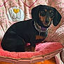 dog, dachshund, pet, indoor, chair, pink, plush, cute, animal, collar, fur, ears, face, looking, comfortable, home, cozy, portrait, sitting, wooden_floor