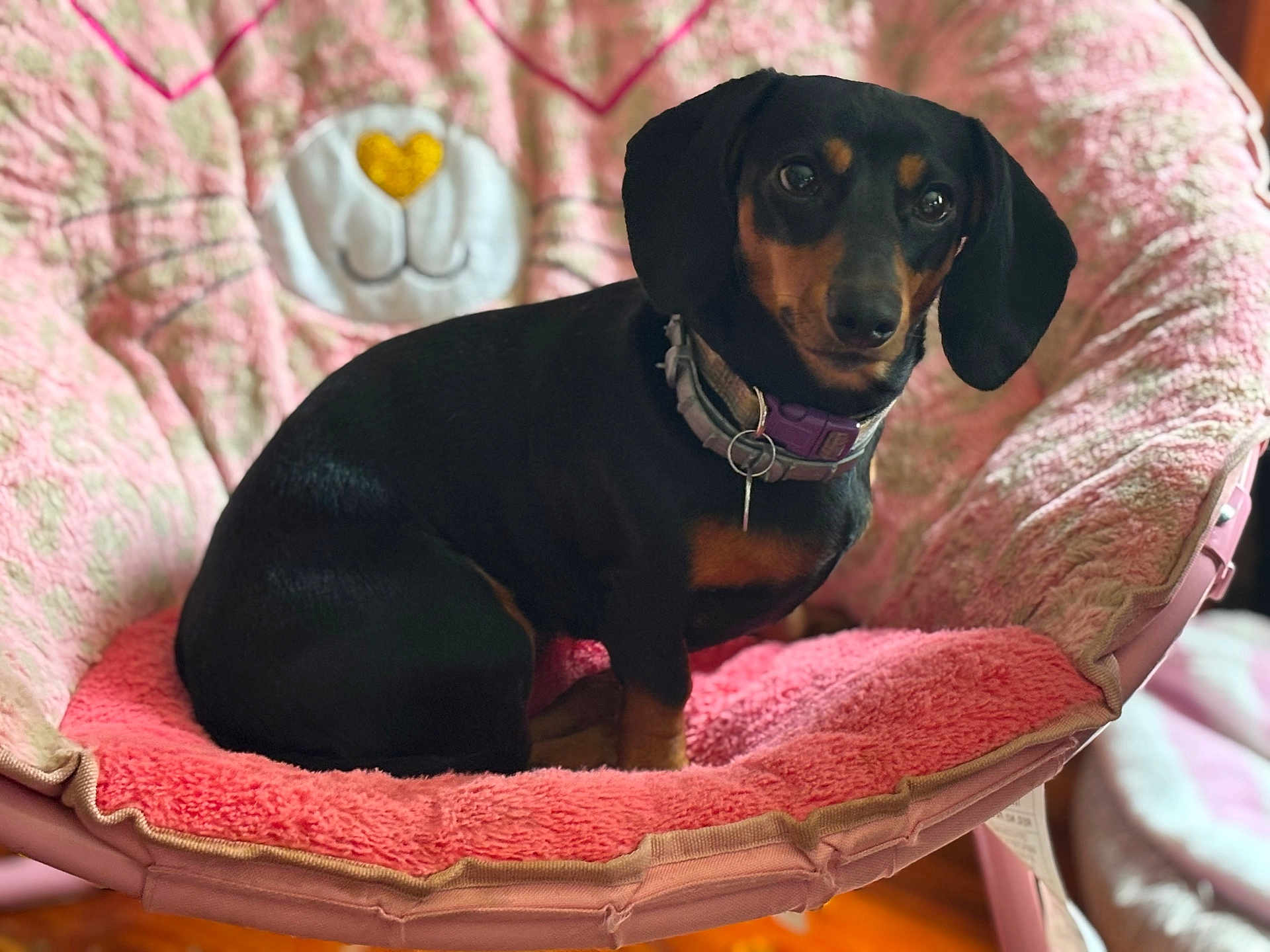 Isabella joined the competition — help win amazing prizes! dog, dachshund, pet, indoor, chair, pink, plush, cute, animal, collar, fur, ears, face, looking, comfortable, home, cozy, portrait, sitting, wooden_floor