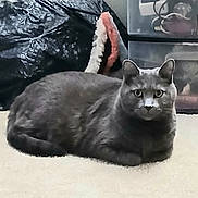 Ricky joined the competition — help win amazing prizes! animal, carpet, cat, curious_eyes, domestic_cat, ears, feline, floor, fur, gray_cat, home, indoor, loaf_position, looking_at_camera, pet, quiet, resting, storage_boxes, trash_bag, whiskers