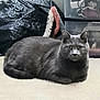 animal, carpet, cat, curious_eyes, domestic_cat, ears, feline, floor, fur, gray_cat, home, indoor, loaf_position, looking_at_camera, pet, quiet, resting, storage_boxes, trash_bag, whiskers
