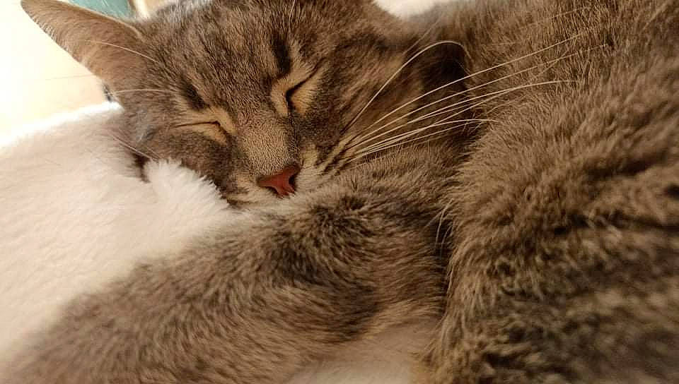 Oana a rejoint le concours — aidez-le/la à gagner de superbes lots ! carnivore, cat, claw, close_up, comfort, domestic_short_haired_cat, felidae, fur, nap, paw, sky, sleep, small_to_medium_sized_cats, snout, tail, whiskers, wildlife, wood