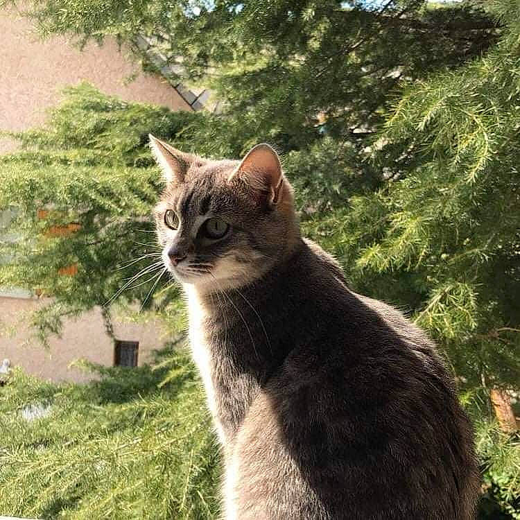 Oana a rejoint le concours — aidez-le/la à gagner de superbes lots ! carnivore, cat, domestic_short_haired_cat, fawn, felidae, fur, grass, plant, shrub, sitting, small_to_medium_sized_cats, snout, tail, terrestrial_animal, tree, trunk, vertebrate, whiskers, wildlife, wood