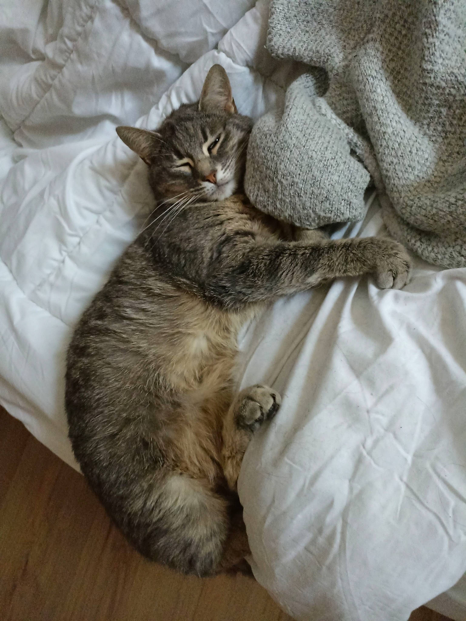 Oana participe au concours pour gagner de l'argent avec cette photo : bed, bedding, carnivore, cat, claw, comfort, couch, domestic_short_haired_cat, fawn, felidae, fur, grey, hardwood, linens, nap, paw, small_to_medium_sized_cats, tail, whiskers, wood