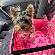 Adalyn Grace joined the competition — help win amazing prizes! animal, blanket, bow, car_interior, car_seat, cute, dog, ears, fur, indoor, looking, pet, pet_accessory, pet_clothing, pink_blanket, puppy, seatbelt, small_dog, travel, window