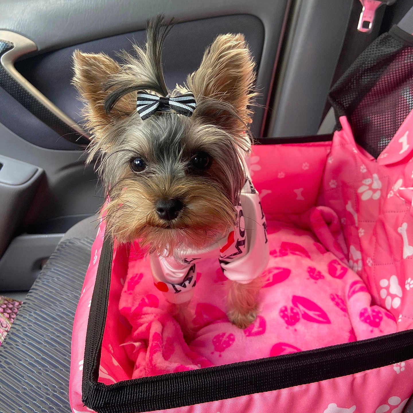 Adalyn Grace joined the competition — help win amazing prizes! animal, blanket, bow, car_interior, car_seat, cute, dog, ears, fur, indoor, looking, pet, pet_accessory, pet_clothing, pink_blanket, puppy, seatbelt, small_dog, travel, window