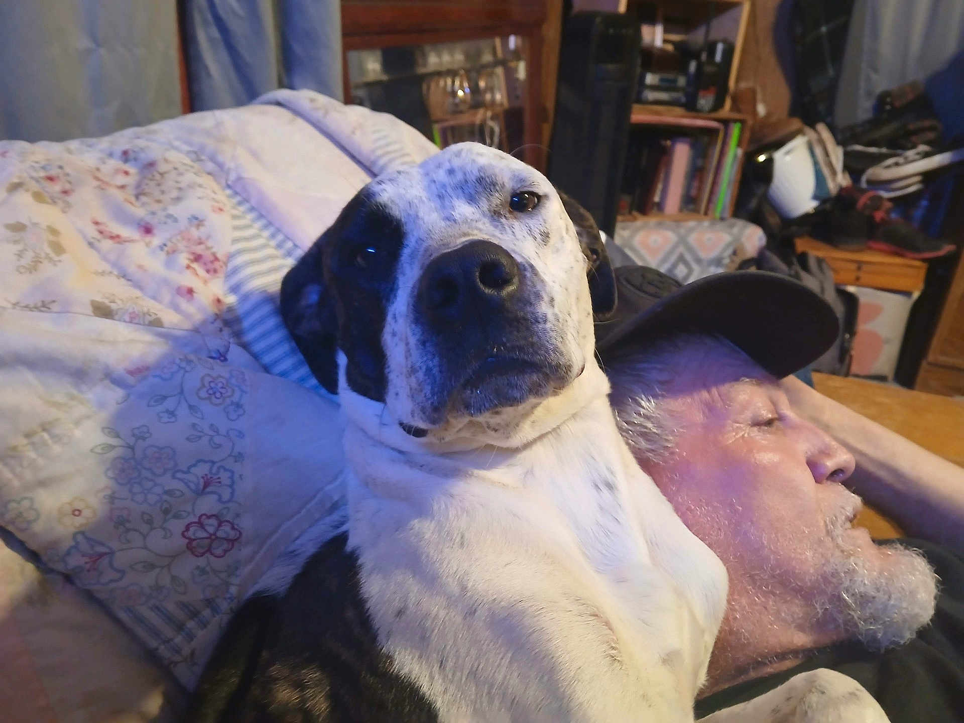 Freckles joined the competition — help win amazing prizes! dog, man, indoor, resting, cap, quilt, floral_pattern, furniture, sitting, pet, relaxing, beard, shelf, shoes, portrait, closeup, companion, home, casual, comfort