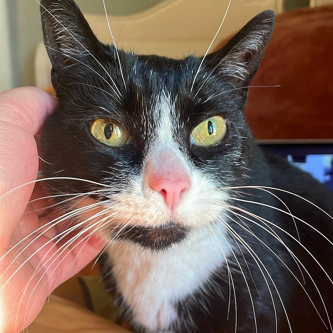 Princess is registered to the contest to win money with this photo: abyssinian, animal, armchair, bed, bedroom, blackcat, bodypart, cat, chair, couch, cushion, finger, furniture, hand, homedecor, indoors, kitten, manx, person, pet