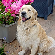 Buddy a rejoint le concours — aidez-le/la à gagner de superbes lots ! dog, golden_retriever, flower_pot, pink_flowers, plant, outdoor, patio, tile_floor, happy, pet, canine, fur, sitting, nature, smiling, domestic_animal, leaf, garden, companion, animal