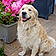 Buddy