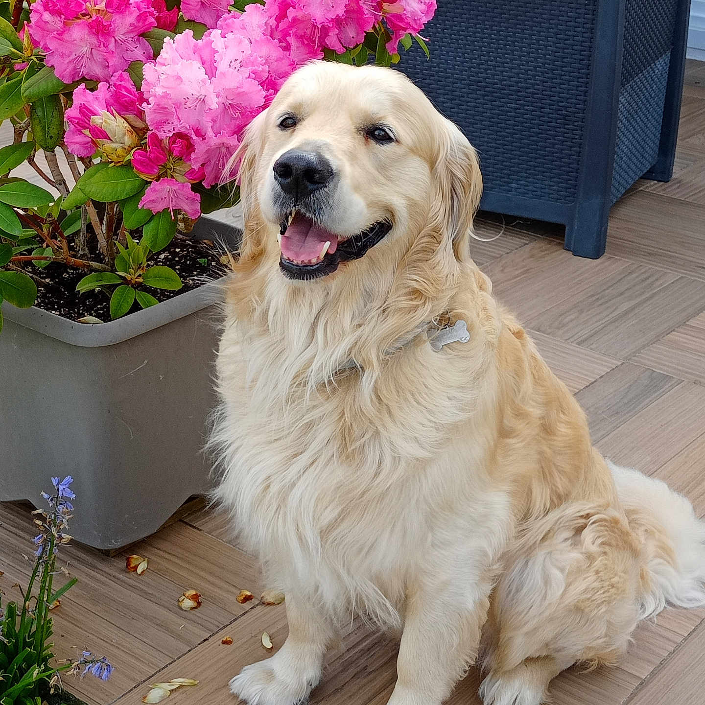 Buddy