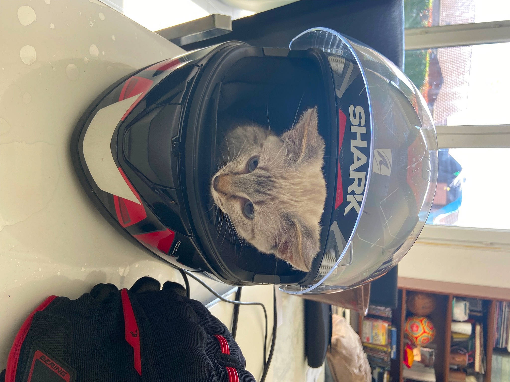 Urys participe au concours pour gagner de l'argent avec cette photo : automotive_design, automotive_exterior, automotive_lighting, automotive_tire, automotive_wheel_system, bag, bicycle_wheel, cap, carnivore, fender, hat, helmet, hood, luggage_and_bags, motor_vehicle, personal_protective_equipment, tire, vehicle, wheel, window