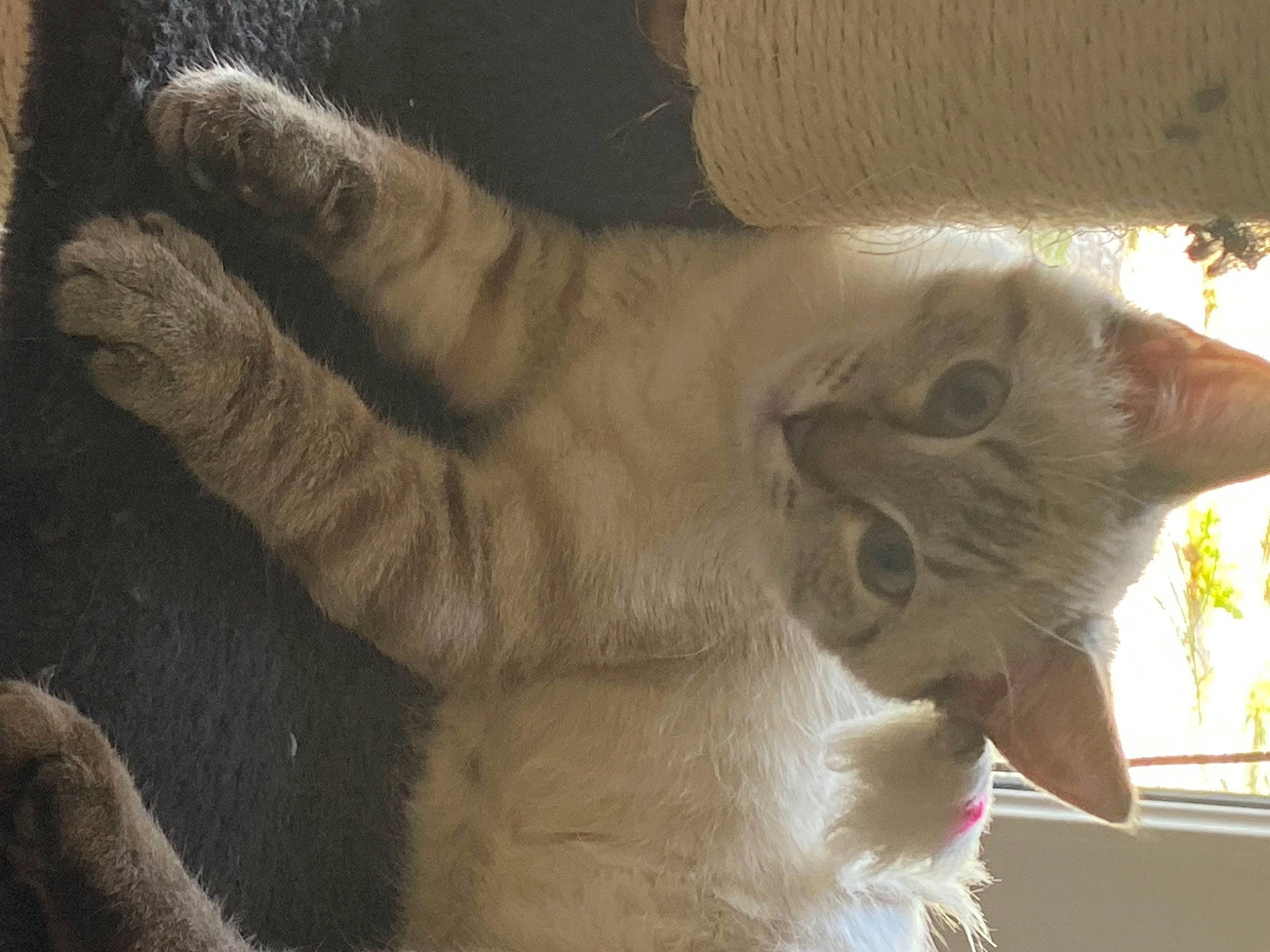 Urys participe au concours pour gagner de l'argent avec cette photo : carnivore, cat, claw, domestic_short_haired_cat, ear, fawn, felidae, fur, gesture, paw, small_to_medium_sized_cats, snout, tail, tree, whiskers, window, wood