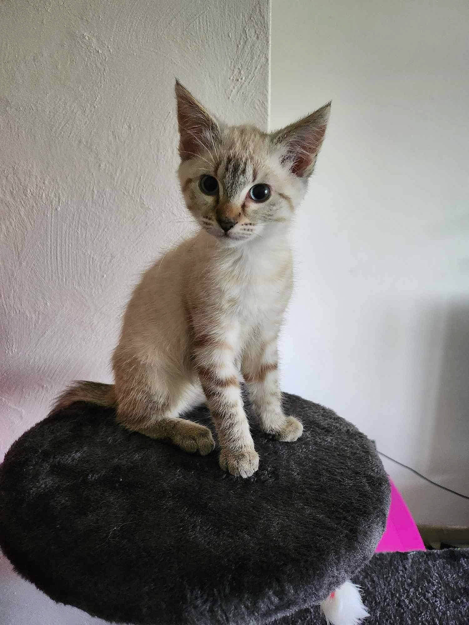 Urys a rejoint le concours — aidez-le/la à gagner de superbes lots ! carnivore, cat, cat_supply, comfort, domestic_short_haired_cat, fawn, felidae, fur, paw, pet_supply, small_to_medium_sized_cats, snout, tail, terrestrial_animal, whiskers