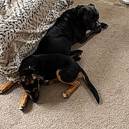 Max joined the competition — help win amazing prizes! dog, black_dog, brown_dog, carpet, blanket, indoor, floor, resting, lying_down, pet, animal, cozy, home, shoe, tile_floor, two_dogs, relaxed, fur, domestic, companion