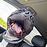 dog, black_dog, white_chest, tongue_out, open_mouth, car_interior, headrest, collar, window, sky, greenery, happy, pet, animal, canine, seat, smiling, closeup, portrait, daylight
