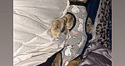 Melly is registered to the contest to win money with this photo: cat, tabby, bed, blanket, clothing, pet, indoor, relaxed, cute, feline, sleepy, animal, fur, pajamas, resting, cozy, lying_down, domestic, whiskers, ears
