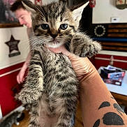 Melly joined the competition — help win amazing prizes! kitten, tabby, cat, animal, pet, tattoo, hand, person, indoor, wall_art, blurred_background, social_media_post, furniture, wooden_floor, decor, portrait, cute, young_animal, holding, living_room