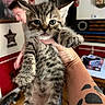 kitten, tabby, cat, animal, pet, tattoo, hand, person, indoor, wall_art, blurred_background, social_media_post, furniture, wooden_floor, decor, portrait, cute, young_animal, holding, living_room