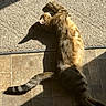 cat, tabby_cat, sunlight, stretching, floor, tile_floor, carpet, indoor, pet, animal, feline, relaxing, shadow, striped, whiskers, tail, cute, domestic_cat, resting, warm