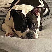 Sonny is registered to the contest to win money with this photo: dog, black_and_white, bed, lying_down, pet, canine, resting, ears, blanket, sleepy, domestic_animal, indoors, fur, animal, cute, companion, mammal, face, snout, paw