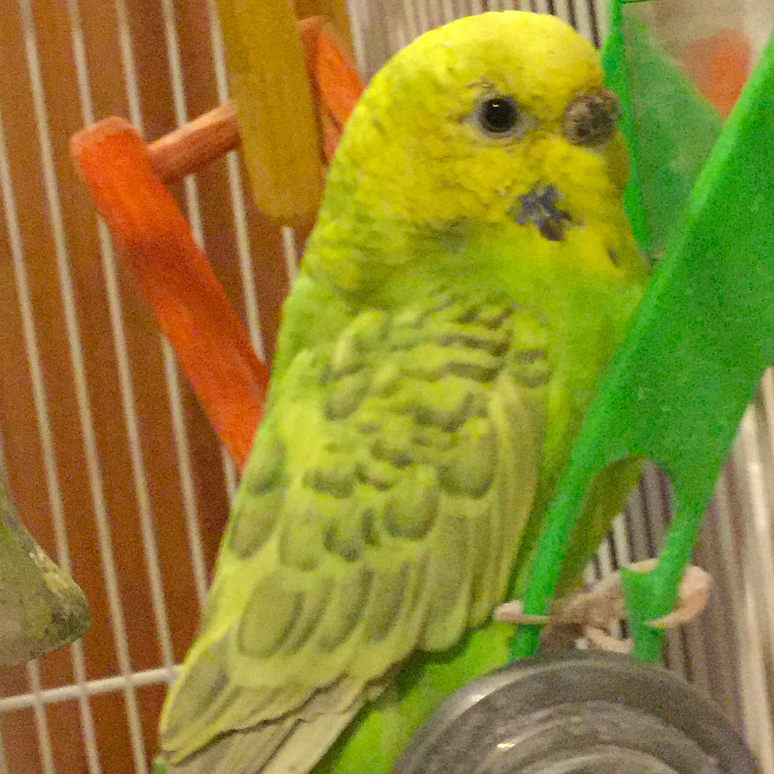Peanut joined the competition — help win amazing prizes! adaptation, beak, bird, bird_supply, budgie, cage, close_up, eye, feather, green, lovebird, organism, parakeet, parrot, perico, pet_supply, tail, vertebrate, wing, yellow