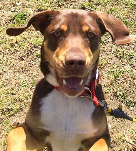 Nike joined the competition — help win amazing prizes! canidae, carnivore, collar, dog, dog_breed, fawn, feist, huntaway, hunting_dog, louisiana_catahoula_leopard_dog, mammal, mountain_cur, potcake_dog, snout, sporting_group, vertebrate, working_dog