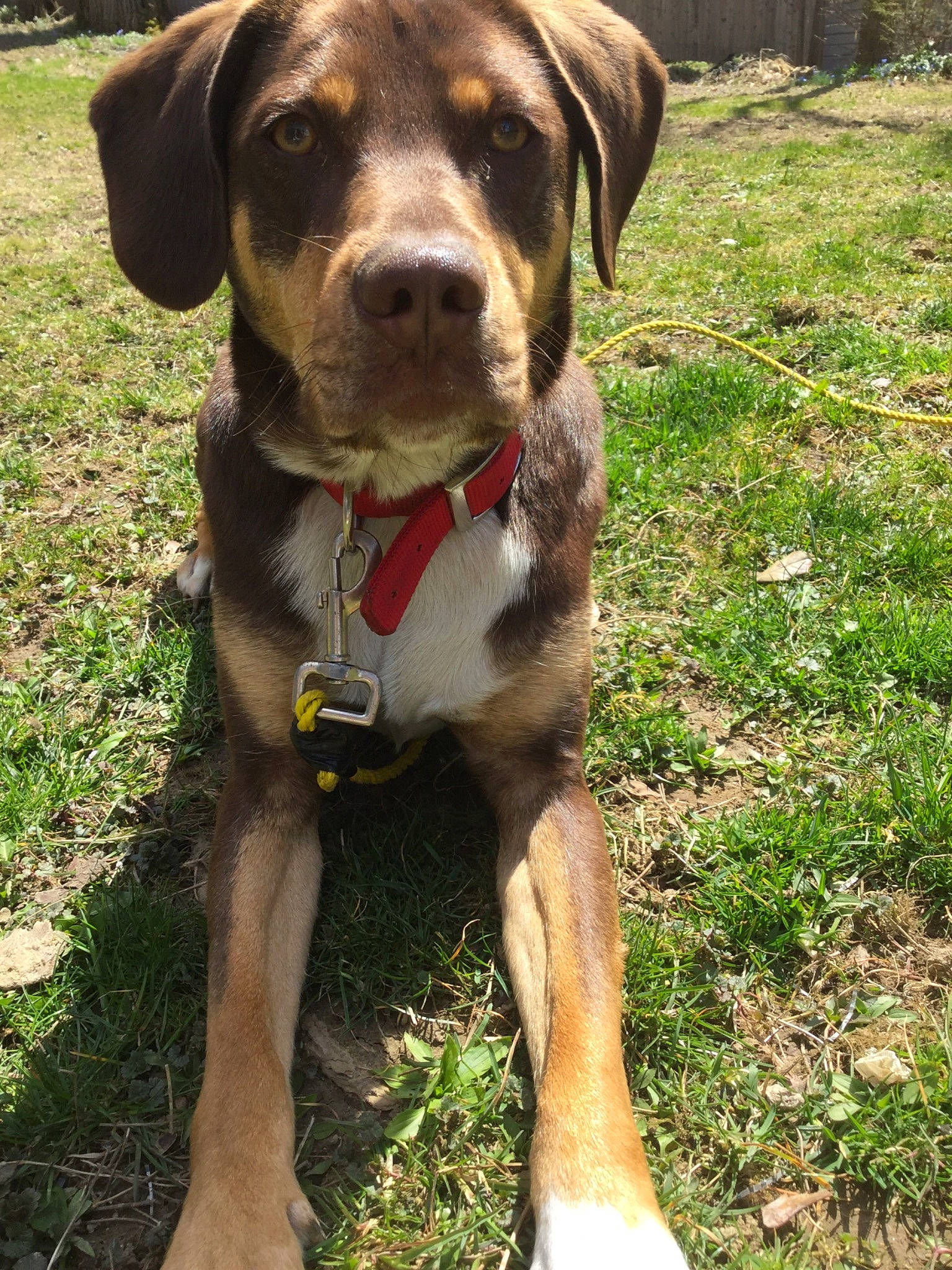 Nike is registered to the contest to win money with this photo: canidae, carnivore, catahoula_bulldog, dog, dog_breed, dog_collar, fawn, hound, hunting_dog, louisiana_catahoula_leopard_dog, mammal, mountain_cur, plott_hound, rare_breed_dog, sporting_group, vertebrate